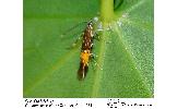 Cosmopterix sp.