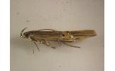 Cosmopterix sp.