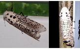 Zeuzera multistrigata leuconota
