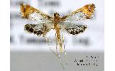 Nymphicula albibasalis
