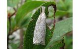 Calamotropha Calamotropha