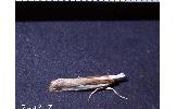 Crambus Crambus