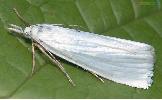 Crambus Crambus