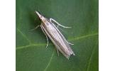 Crambus Crambus