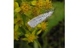 Crambus hachimantaiensis