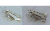 Crambus Crambus