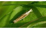 Crambus argyrophorus