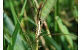 Crambus Crambus