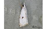 Calamotropha Calamotropha