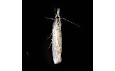 Crambus virgatellus