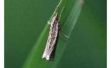 Ancylolomia Ancylolomia