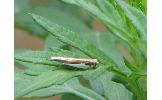 Crambus argyrophorus