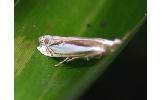 Crambus argyrophorus