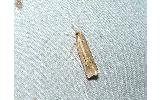 Ancylolomia Ancylolomia