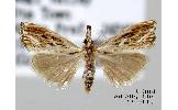 Catoptria persephone