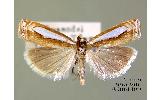 Crambus argyrophorus