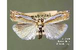 Crambus pascuellus