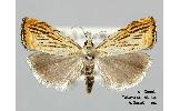 Flavocrambus Flavocrambus