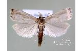 Calamotropha yamanakai owadai