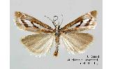 Catoptria Catoptria