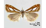 Catoptria Catoptria