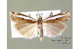 Crambus hamellus