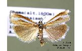 Crambus Crambus