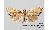 Metaeuchromius flavofascialis