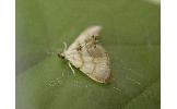 Hendecasis minutalis