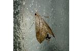 Evergestis Evergestis