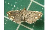 Neomusotima fuscolinealis