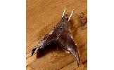 Clupeosoma Clupeosoma