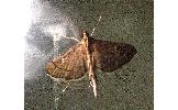 Bradina trigonalis