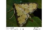 Goniorhynchus Goniorhynchus
