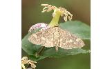 Herpetogramma magnum