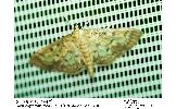 Herpetogramma moderatale