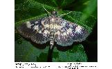 Herpetogramma Herpetogramma