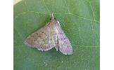 Herpetogramma Herpetogramma
