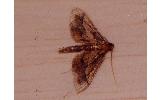 Hydriris Hydriris