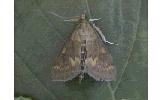 Ostrinia sp.