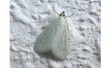 Sitochroa Sitochroa