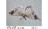 Polythlipta Polythlipta
