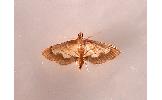 Cnaphalocrocis Cnaphalocrocis