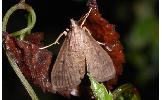 Herpetogramma sp.