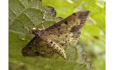 Herpetogramma Herpetogramma