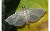 Herpetogramma Herpetogramma