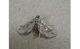 Hydriris Hydriris