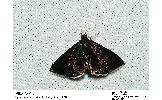 Pyrausta Pyrausta