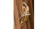 Pseudebulea Pseudebulea