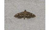 Herpetogramma Herpetogramma